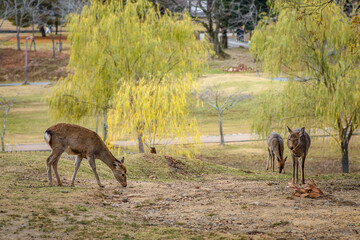 Cute deer in Nara koen park in Nara city, Japan