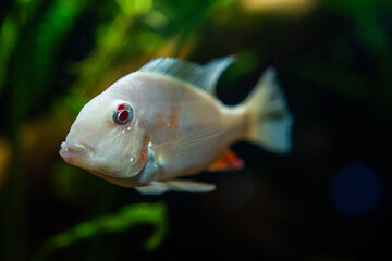 Obraz premium Small Fish Swimming in Aquarium Water