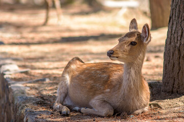 Cute deer in Nara koen park in Nara city, Japan