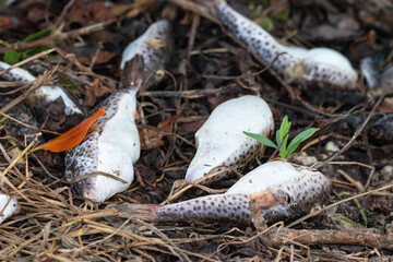 Dead fish on dry branches, found in the middle of a road. Concepts climate change, pollution.