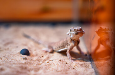  Lizard in a Zoo Aquarium