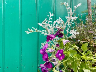 Blumenpracht vor mintfarbener Holztür