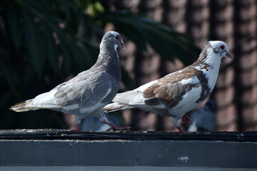 Two pigeons perching on the wall fence