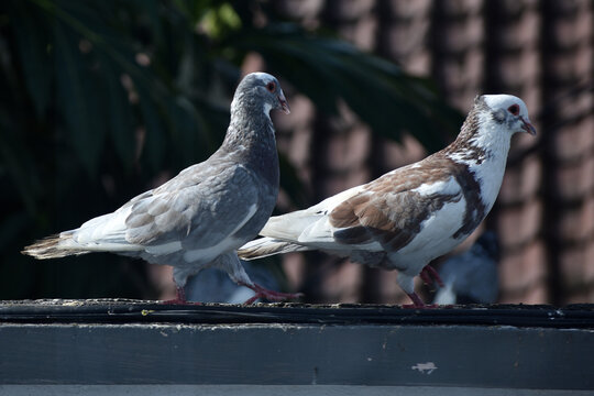 Two pigeons perching on the wall fence - Powered by Adobe