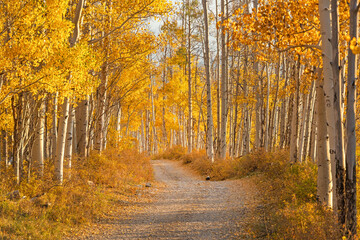 Gravel road in fall color Colorado