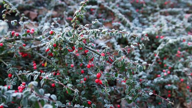 Entire Leaved Cotoneaster Integrifolius Ornamental Shrub with Red Berries Fruits Covered in Hoarfrost on Cold Chilly Morning