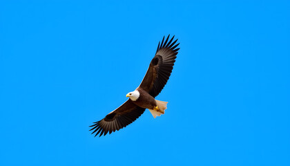 Naklejka premium Bald eagle soaring against clear blue sky