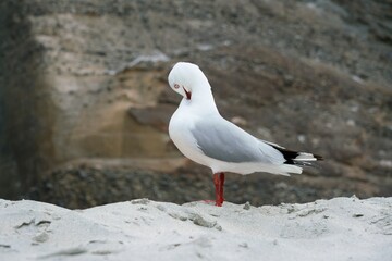 A Gull in Front of a Coastal Rock Wall – Seabird in Rugged Ocean Landscape