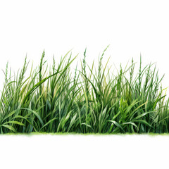 Obraz premium Lush green grass with varying heights and textures, creating natural landscape feel. Ideal for backgrounds or nature themed designs