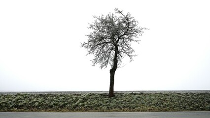 Solitary leafless tree standing on a frosty embankment against a white winter sky, symbolizing...