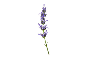 Naklejka premium Lavender flower sprig isolated on white background