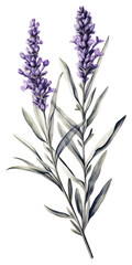 Naklejka premium PNG Lavender branch lavender illustration botanical.