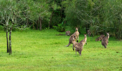 Mob of Grey Kangaroos eating green grass in the Australian bush ears up and being alert