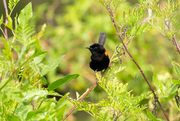 Red-backed Fairy-wren (Malurus melanocephalus) resting amongst green foliage with a defused background at the Gold Coast, Australia.