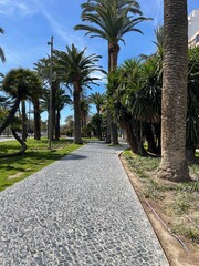 Fototapeta premium palm trees in the park