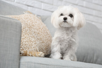 Cute Maltese dog sitting on sofa at home, closeup