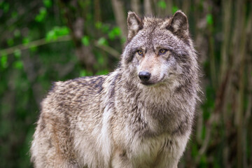 Fototapeta premium Grey wolf waiting and looking in the forest