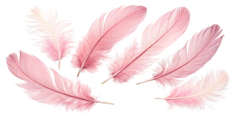 pink feather on white transparent background PNG 