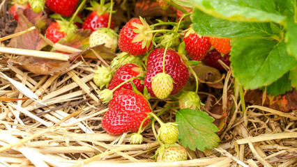 Lush Field of Fresh Ripe Strawberries Ready for Harvest in the Warm Summer Sunlight