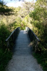 Wooden Bridge in New Zealand’s Wilderness – Scenic Forest Crossing