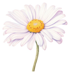 Naklejka premium PNG Daisy flower petal plant.