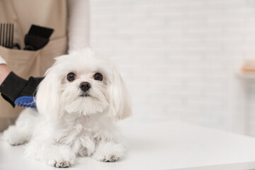 Female groomer brushing cute Maltese dog with hair removing glove in salon