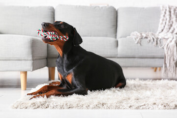 Cute Dobermann dog with toy lying on carpet at home