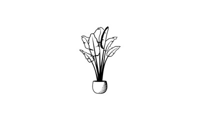 black and white potted ornamental plants