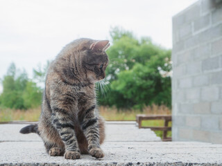 A cat is standing on a cement block with its tail up. The cat appears to be curious and alert. Small and skinny animal. Soft and airy look.