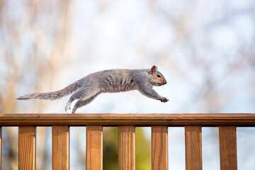 An Eastern Gray Squirrel running along a deck railing