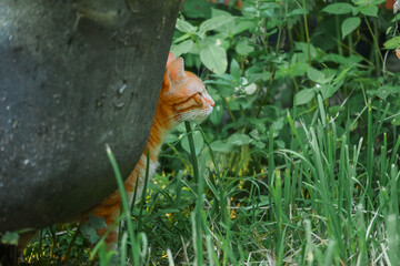 Portrait of a sneaky ginger tabby cat in plain air environment. Cat is hiding behind metal bath tub in high green grass. Pet living in rural country side.