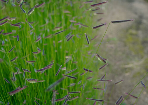 image of mosquito grass (bouteloua gracilis) during summertime