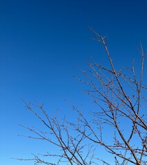 快晴の冬の空と枝