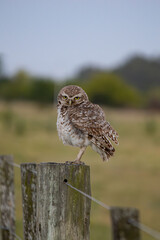 It is a species of strigiformes bird in the family Strigidae
