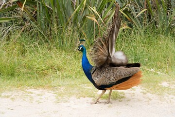 Peacock Standing on a Gravels Surface – Vibrant Bird in an Unusual Setting