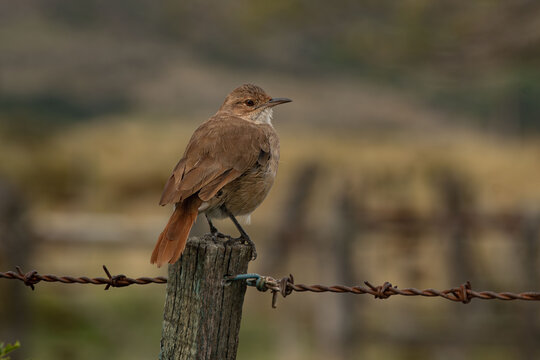 Hornero, Casero, Caserito, Alba&ntilde;il, Hornerillo, Alonsito (Argentina), Joao-de-barro (Brasil), Alonso Garc&iacute;a (Paraguay), Tiluchi (Bolivia), Obirog, Ogarait&iacute; (guaran&iacute;)