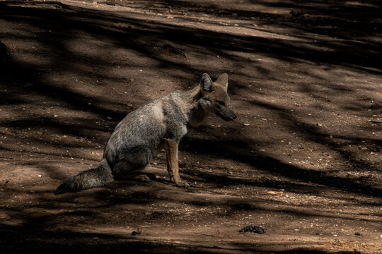 The pampas gray fox, pampas fox or aguarachay is a species of carnivorous mammal of the family