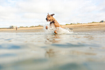 Handsome brown and black American Pit Bull Terrier dog jumping and playing fetch at the beach splashing in water on a hot summer day