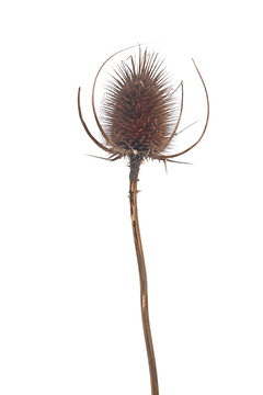 Dry burdock, Teasle (Dipsacus) isolated on white background with clipping path