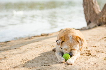 Tan and white dog playing with ball near lake on a hot day