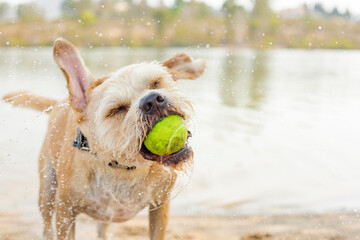 Tan and white dog shaking water off fur playing fetch with ball in mouth near lake on a hot day eyes closed