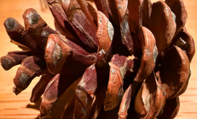 Close-up macro shot of a brown pine cone with textured scales on wooden surface under warm lighting. High quality photo