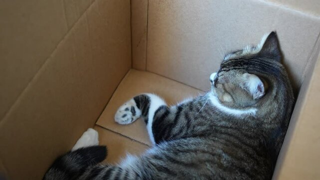 Grey and white mongrel cat sleeping inside a cardboard box
