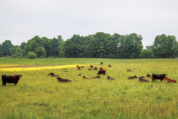 Cattle in a field, grazing, stranding or laying down. Trees along the back of the field. An overcast sky.