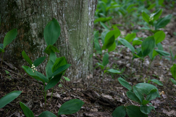 Fototapeta premium Lilies of the valley in spring forest