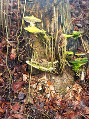 Tree stump with green and yellow bracket fungi growing on bark, surrounded by dried leaves and forest floor. High quality photo