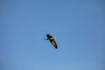 Grey heron flying above Lindo Lake Park Lakeside California 