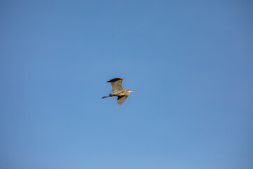 Obraz premium Grey heron flying above Lindo Lake Park Lakeside California 