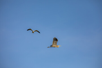 Grey heron flying above Lindo Lake Park Lakeside California 