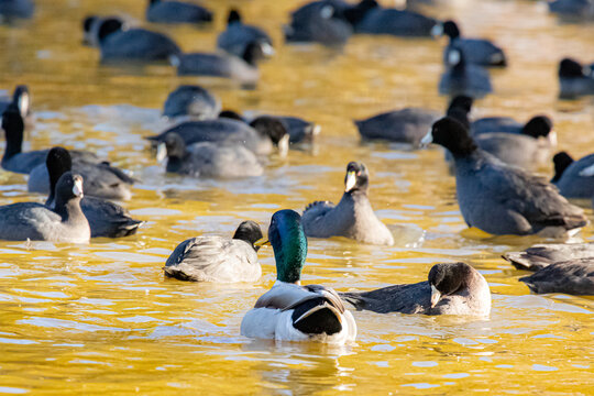 Mallard Duck swimming around American coot birds Lindo Lake Park Lakeside California 2024